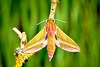 Elephant hawk-moth (Deilephila elpenor)