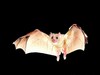 Egyptian rousette (Rousettus aegyptiacus)