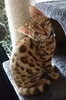 TICA Registered Bengal Kittens Available