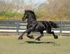 Beautiful, Safe Friesian Gelding