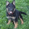 Quality German Shepherd puppies