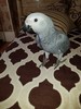 Lovely African Grey Parrots for sale