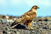 Galápagos hawk (Buteo galapagoensis)