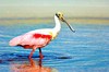 Roseate spoonbill (Platalea ajaja)