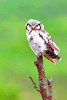 Northern hawk owl (Surnia ulula)