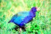 Takahe