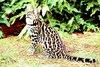 Ocelot