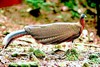 Great argus pheasant