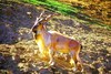 Markhor