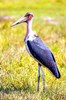 Marabou stork (Leptoptilos crumeniferus)
