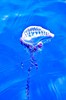 Portuguese man-of-war