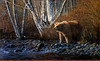 Panthera 0939 Ron S. Parker Autumn Morning