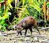 Celebes warty pig (Sus celebensis)