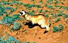 Black-footed ferret (Mustela nigripes)