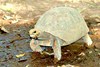 Red-footed tortoise (Geochelone carbonaria)