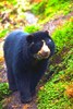 Spectacled bear