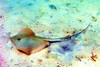 Bluntnose stingray (Dasyatis say)