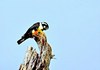 Black-thighed falconet (Microhierax fringillarius)