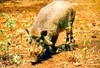 Javan warty pig (Sus verrucosus)