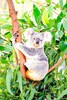 Koala (Phascolarctos cinereus)