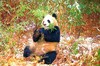 Giant panda (Ailuropoda melanoleuca)