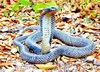 Andaman cobra (Naja sagittifera)