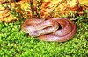 Smooth snake (Coronella austriaca)