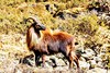 Himalayan tahr (Hemitragus jemlahicus)