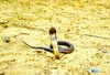 Central Asian cobra (Naja oxiana)