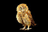 Mindanao scops owl (Otus mirus)