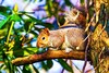 Eastern grey squirrel (Sciurus carolinensis)