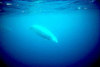 Cuvier’s beaked whale (Ziphius cavirostris)
