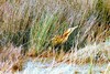 Australasian bittern (Botaurus poiciloptilus)