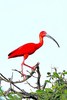 Scarlet ibis (Eudocimus ruber)