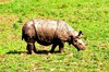 Indian rhinoceros (Rhinoceros unicornis)