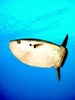Slender sunfish (Ranzania laevis)