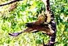 Crested serpent eagle (Spilornis cheela)