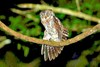 Rinjani scops owl (Otus jolandae)