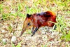 Golden-rumped elephant-shrew (Rhynchocyon chrysopygus)