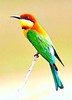 Chestnut-headed bee-eater (Merops leschenaulti)