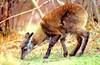 Alpine musk deer (Moschus chrysogaster)