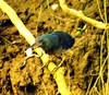 Zigzag heron (Zebrilus undulatus)