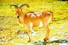 Aoudad