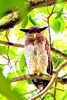 Barred eagle owl (Bubo sumatranus)
