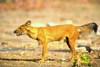 Dhole (Cuon alpinus)