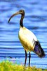 Sacred ibis (Threskiornis aethiopicus)