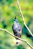 Blyth's hawk-eagle (Nisaetus alboniger)