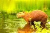 Capybara (Hydrochoerus hydrochaeris)