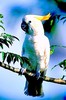 Yellow-crested cockatoo (Cacatua sulphurea)