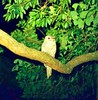 Papuan frogmouth (Podargus papuensis)